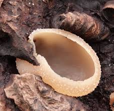 Attēlu rezultāti vaicājumam “Peziza flavida”