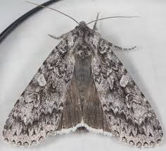 Attēlu rezultāti vaicājumam “Eurois occulta”