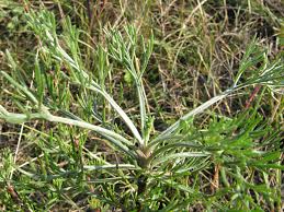Attēlu rezultāti vaicājumam “Artemisia campestris leaf”