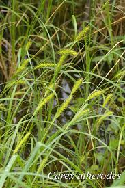 Attēlu rezultāti vaicājumam “Carex atherodes”