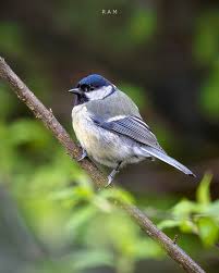 Attēlu rezultāti vaicājumam “Periparus ater”