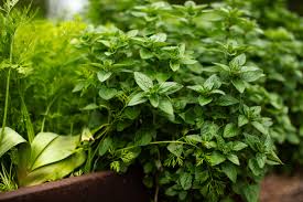 Image result for Oregano