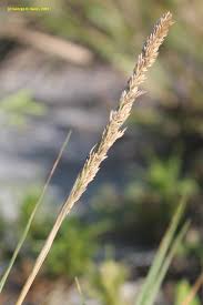 Attēlu rezultāti vaicājumam “Philonotis marchica sporophyte”