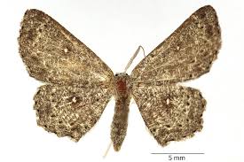 Attēlu rezultāti vaicājumam “Cyclophora pendularia”