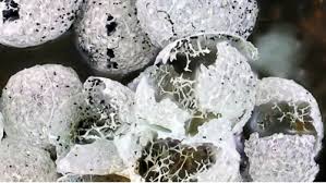 Attēlu rezultāti vaicājumam “Badhamia dubia”