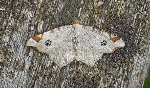 Attēlu rezultāti vaicājumam “Macaria notata”