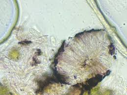 Attēlu rezultāti vaicājumam “Cladonia norvegica”