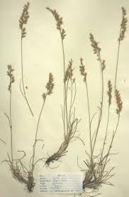 Attēlu rezultāti vaicājumam “Festuca ovina fruit”