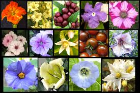 Attēlu rezultāti vaicājumam “Solanaceae”