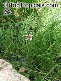 Attēlu rezultāti vaicājumam “Butomus umbellatus fruit”