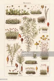 Attēlu rezultāti vaicājumam “Blasia pusilla”