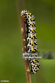 Attēlu rezultāti vaicājumam “Shargacucullia scrophulariae”