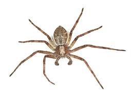 Attēlu rezultāti vaicājumam “Philodromidae”