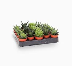 Image result for Haworthia mix