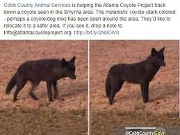 Image result for Hartlepool Coyotes