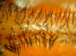 Attēlu rezultāti vaicājumam “Badhamiopsis ainoae macro”