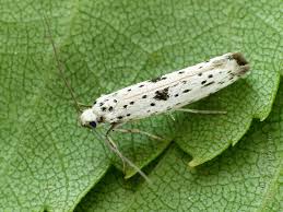 Attēlu rezultāti vaicājumam “Yponomeuta plumbella”