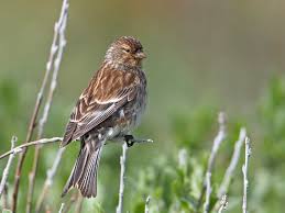 Image result for twite photo