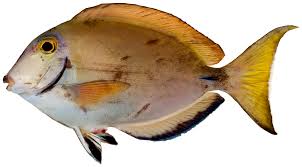 Image result for Acanthurus bahianus