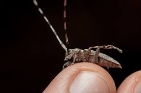 Attēlu rezultāti vaicājumam “Acanthocinus aedilis”