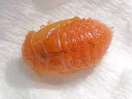 Attēlu rezultāti vaicājumam “Gonioctena viminalis”