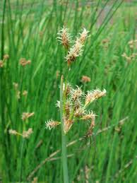 Attēlu rezultāti vaicājumam “Schoenoplectus lacustris subsp. glaucus flower”