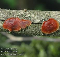 Attēlu rezultāti vaicājumam “Cytidia salicina”