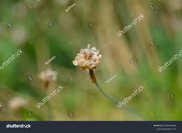 Attēlu rezultāti vaicājumam “Armeria vulgaris bud”