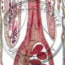 Attēlu rezultāti vaicājumam “Menyanthes trifoliata bud”