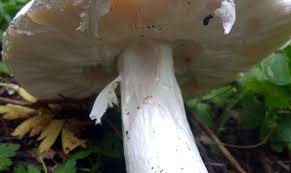 Attēlu rezultāti vaicājumam “Amanita strobiliformis”