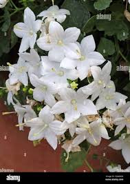 Image result for Campanula isophylla