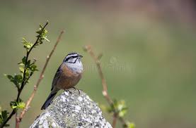 Image result for Emberiza cia