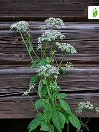 Attēlu rezultāti vaicājumam “Aegopodium podagraria flower”