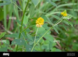 Attēlu rezultāti vaicājumam “Trifolium spadiceum fruit”