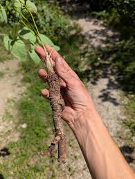 Attēlu rezultāti vaicājumam “Laserpitium latifolium leaf”