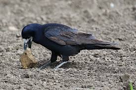 Attēlu rezultāti vaicājumam “Corvus frugilegus”