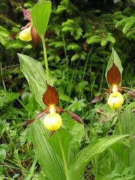Attēlu rezultāti vaicājumam “Cypripedium calceolus”