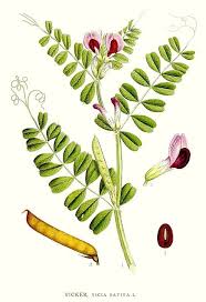 Attēlu rezultāti vaicājumam “Vicia”