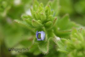Attēlu rezultāti vaicājumam “Veronica arvensis flower”