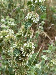 Image result for Marrubium vulgare