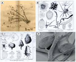 Attēlu rezultāti vaicājumam “Utricularia intermedia bud”
