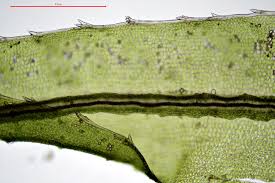 Attēlu rezultāti vaicājumam “Atrichum undulatum sporophyte”