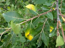 Attēlu rezultāti vaicājumam “Salix myrsinifolia”