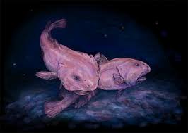 Image result for blobfish