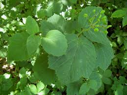 Attēlu rezultāti vaicājumam “Viburnum opulus leaf”