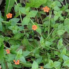 Image result for Anagallis arvensis