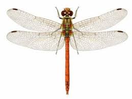 Attēlu rezultāti vaicājumam “Sympetrum”