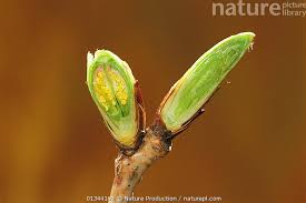 Attēlu rezultāti vaicājumam “Cerasus bud”