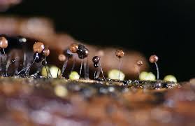 Attēlu rezultāti vaicājumam “Clastoderma debaryanum stalked”