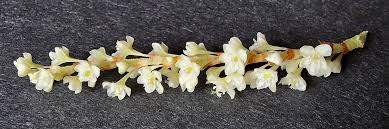 Attēlu rezultāti vaicājumam “Reynoutria sachalinensis flower”